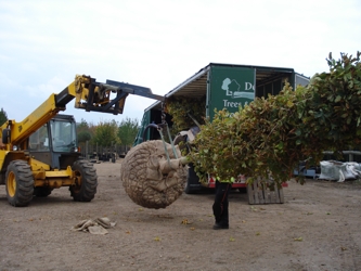 Root Ball Lifter